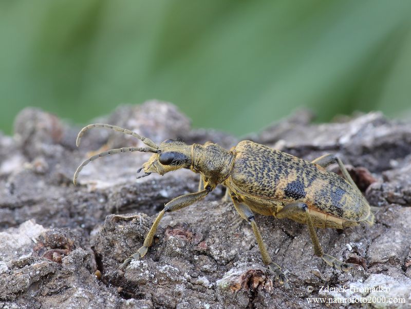 kousavec hlodavý, Rhagium mordax (DeGeer, 1775), Cerambycidae, Rhagiini (Brouci, Coleoptera)